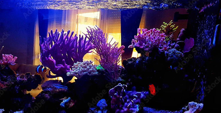A vibrant aquarium with coral reefs and tropical fish, illuminated with blue and purple lights.